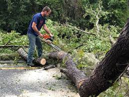 How Our Tree Care Process Works  in  Clarkton, MO