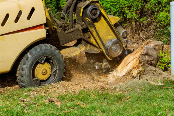 Professional Tree Removal in Clarkton, MO