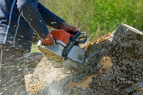 Best Tree Risk Assessment  in Clarkton, MO